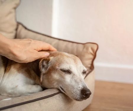How to Recognize and Treat Anemia in Pets