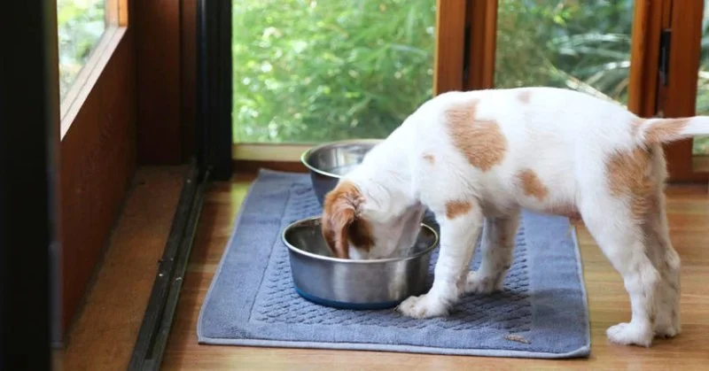 How to Safely Clean Your Pet’s Bowls and Toys
