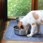 How to Safely Clean Your Pet’s Bowls and Toys