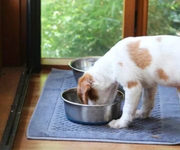 How to Safely Clean Your Pet’s Bowls and Toys