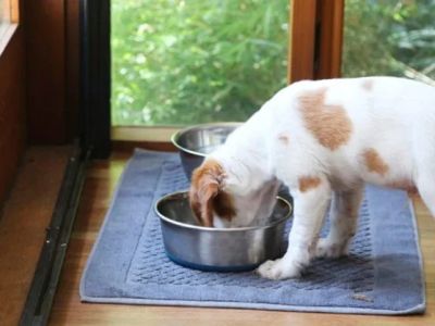 How to Safely Clean Your Pet’s Bowls and Toys