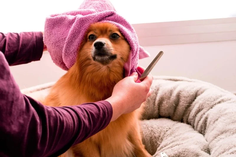 Understanding Pet Grooming: Tips for Maintaining Your Pet's Coat and Skin