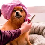 Understanding Pet Grooming: Tips for Maintaining Your Pet's Coat and Skin