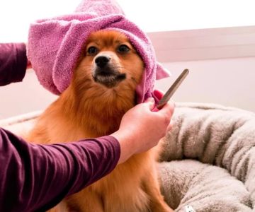 Understanding Pet Grooming: Tips for Maintaining Your Pet's Coat and Skin