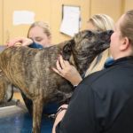 How to Manage Your Pet’s Stress During Vet Visits