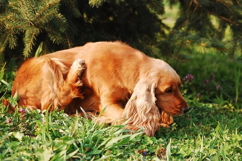 How to Manage Pet Allergies to Food or Environmental Triggers