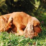 How to Manage Pet Allergies to Food or Environmental Triggers