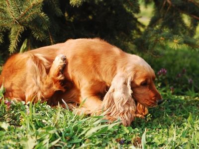 How to Manage Pet Allergies to Food or Environmental Triggers