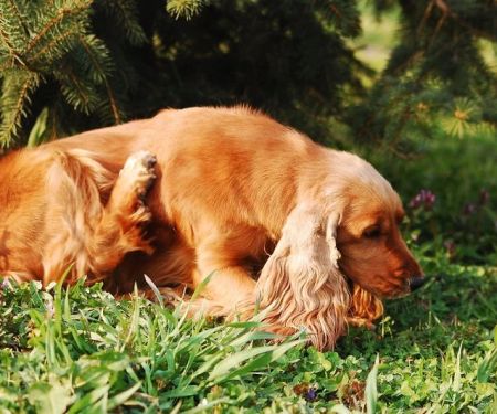 How to Manage Pet Allergies to Food or Environmental Triggers