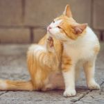 How to Prevent and Treat Pet Allergies to Food and Environment