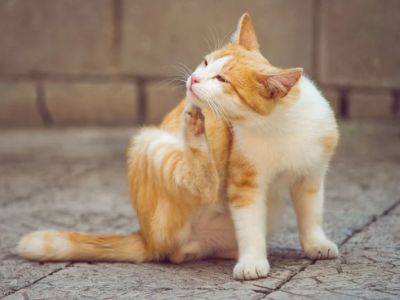 How to Prevent and Treat Pet Allergies to Food and Environment