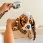 How to Provide Proper Care for Pets with Allergies