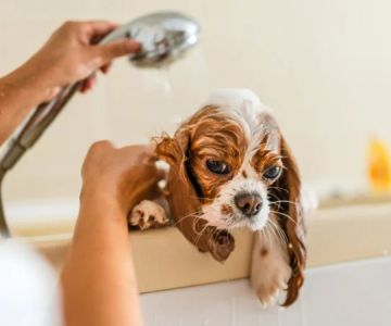 How to Provide Proper Care for Pets with Allergies