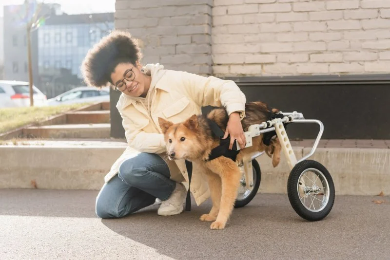 How to Care for Pets with Special Medical Needs