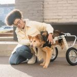 How to Care for Pets with Special Medical Needs