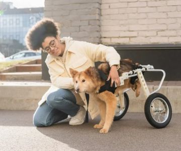How to Care for Pets with Special Medical Needs