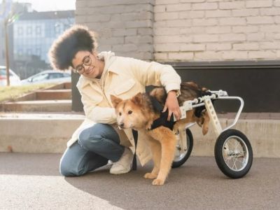 How to Care for Pets with Special Medical Needs