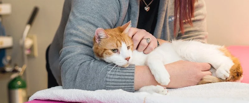 Understanding Pet Behavior: Common Issues and Solutions