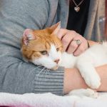 Understanding Pet Behavior: Common Issues and Solutions