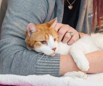 Understanding Pet Behavior: Common Issues and Solutions