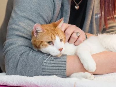 Understanding Pet Behavior: Common Issues and Solutions