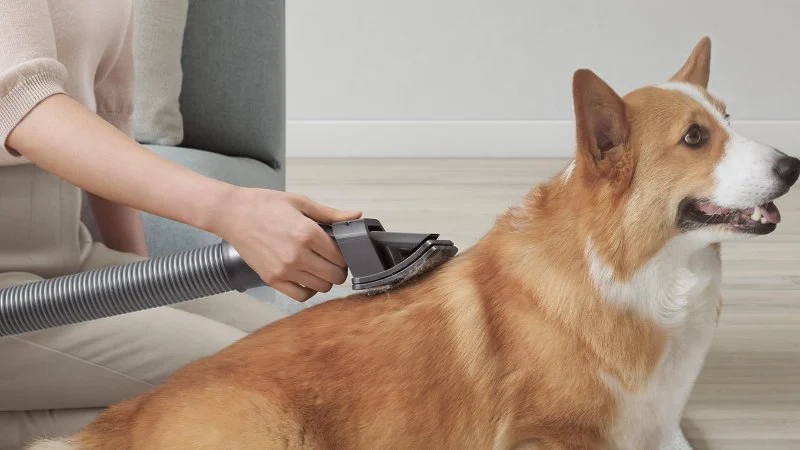 Understanding Pet Grooming Tools: What You Need for Effective Care