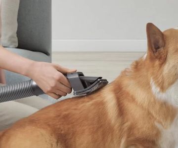 Understanding Pet Grooming Tools: What You Need for Effective Care