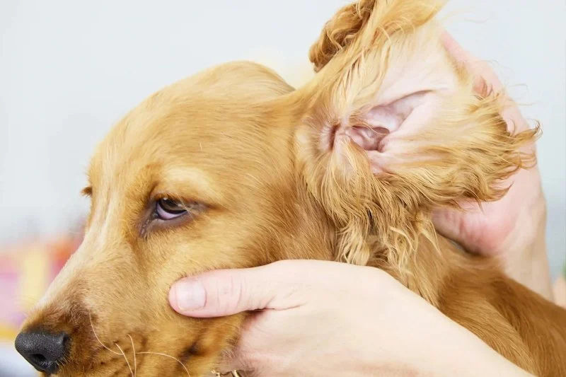 How to Safely Clean Your Pet’s Ears and Prevent Infections: A Step-by-Step Guide
