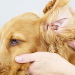 How to Safely Clean Your Pet’s Ears and Prevent Infections: A Step-by-Step Guide