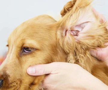 How to Safely Clean Your Pet’s Ears and Prevent Infections: A Step-by-Step Guide