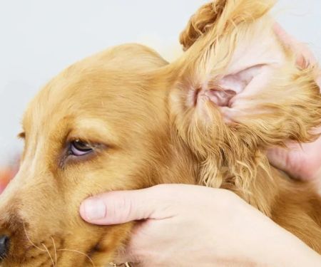 How to Safely Clean Your Pet’s Ears and Prevent Infections: A Step-by-Step Guide