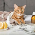 How to Spot and Treat Allergies in Cats and Dogs: A Comprehensive Guide