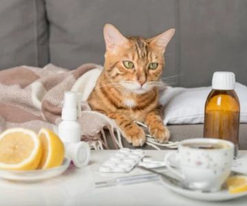 How to Spot and Treat Allergies in Cats and Dogs: A Comprehensive Guide