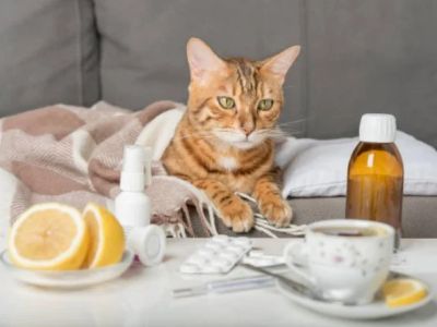 How to Spot and Treat Allergies in Cats and Dogs: A Comprehensive Guide