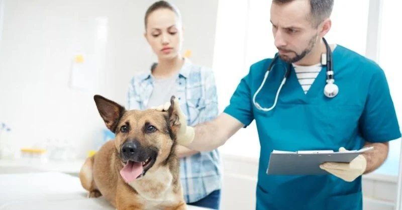 The Benefits of Regular Vet Check-Ups for Your Pet