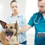 The Benefits of Regular Vet Check-Ups for Your Pet