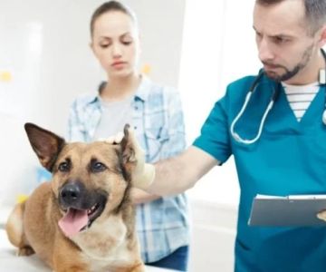 The Benefits of Regular Vet Check-Ups for Your Pet