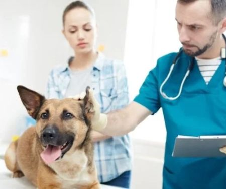 The Benefits of Regular Vet Check-Ups for Your Pet
