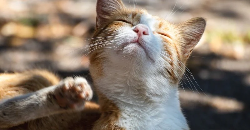 How to Spot and Treat Allergies in Cats and Dogs: A Complete Guide
