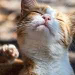 How to Spot and Treat Allergies in Cats and Dogs: A Complete Guide