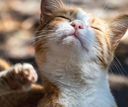 How to Spot and Treat Allergies in Cats and Dogs: A Complete Guide