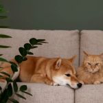 htmlCopy codeHow to Keep Your Pet Safe from Household Poisons