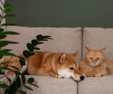 htmlCopy codeHow to Keep Your Pet Safe from Household Poisons