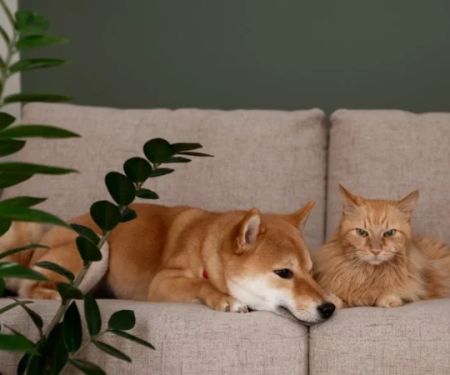 htmlCopy codeHow to Keep Your Pet Safe from Household Poisons