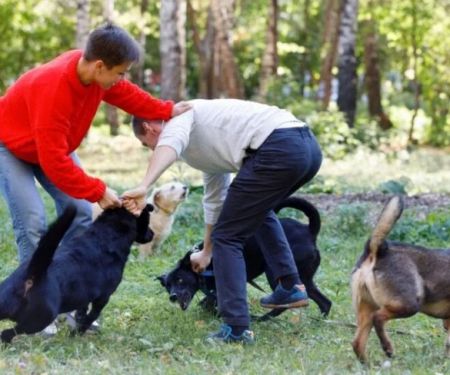 How to Deal with Pet Aggression Toward Other Animals | Brothers Pets