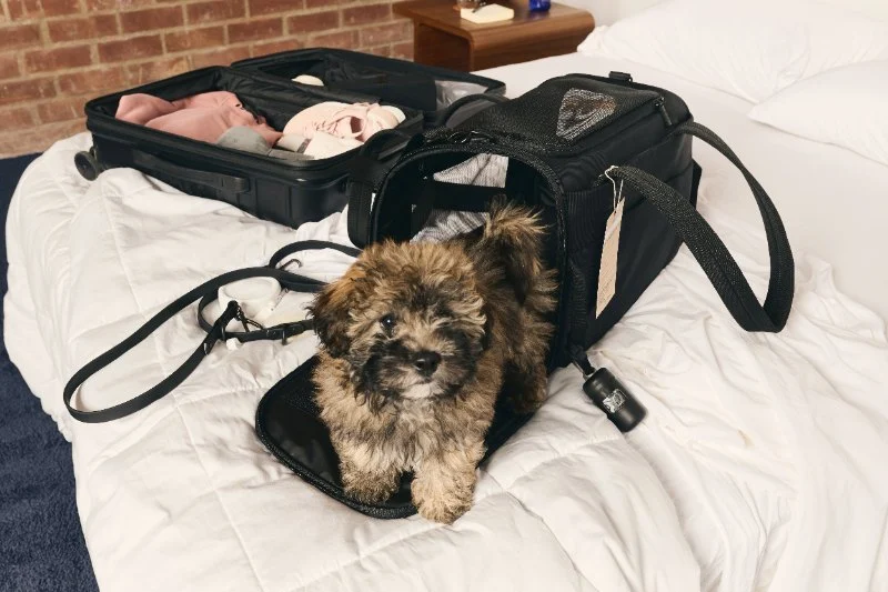 How to Choose the Right Pet Carrier for Safe Travel