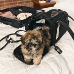 How to Choose the Right Pet Carrier for Safe Travel