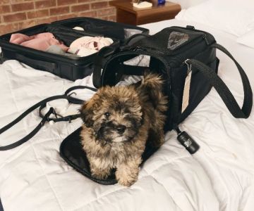 How to Choose the Right Pet Carrier for Safe Travel