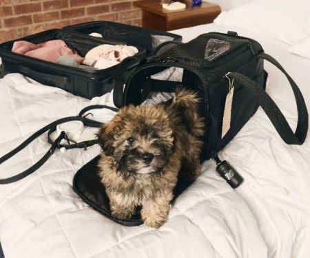 How to Choose the Right Pet Carrier for Safe Travel