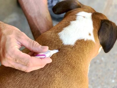 How to Prevent and Treat Ticks and Fleas in Pets